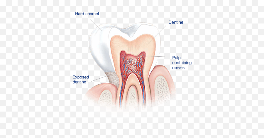 Sensodyne About Sensitivity What Causes Sensitivitive Teeth - Dentina De Los Dientes Png,Sharp Teeth Png