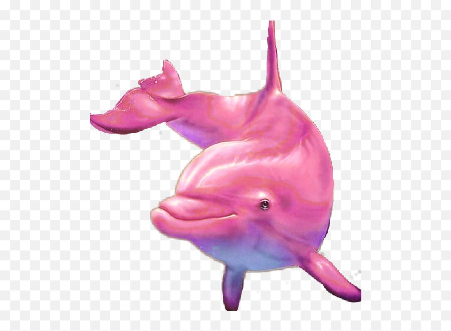 Pinkdolphin Dolphin Fish Pink - Pink Common Bottlenose Dolphin Png,Dolphin Transparent Background