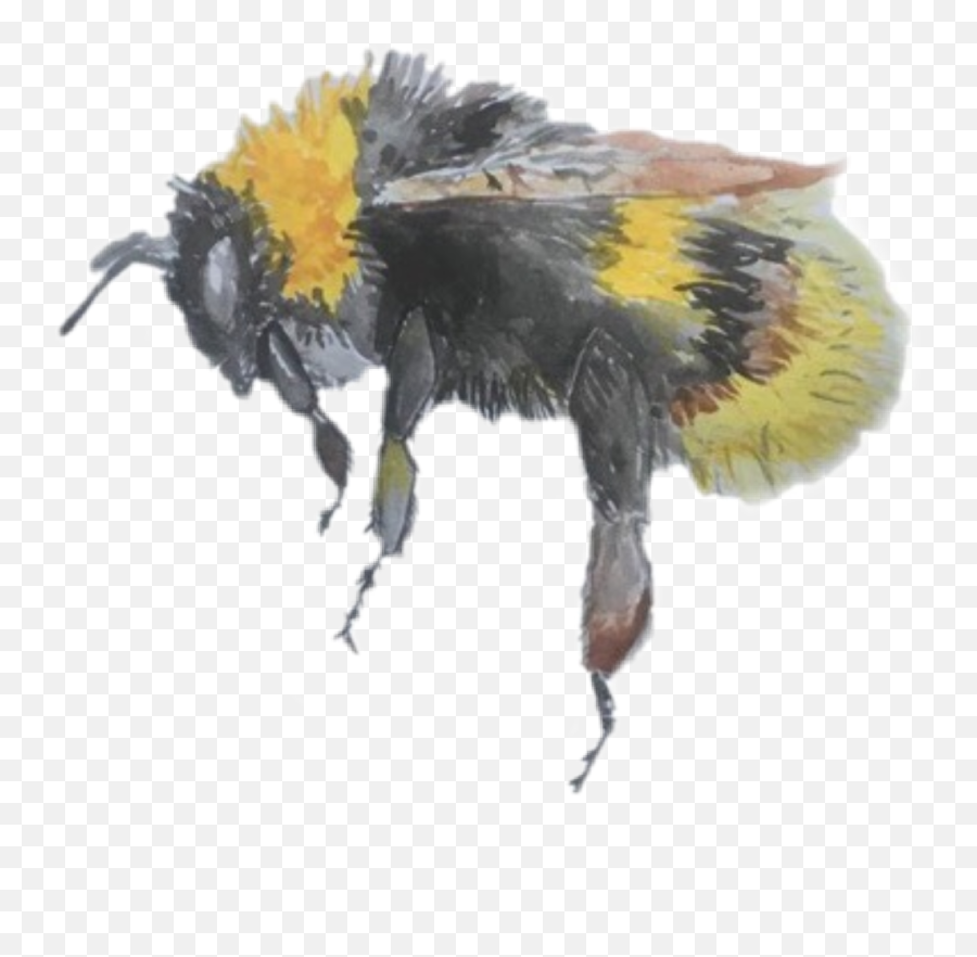 Bee Bees Aesthetic Cute Sticker By Moon1922jaguars - Aesthetic Transparent Bee Png,Transparent Bee