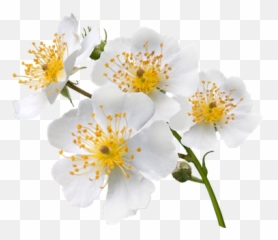 Japanese Wild Rose - Multiflora Png
