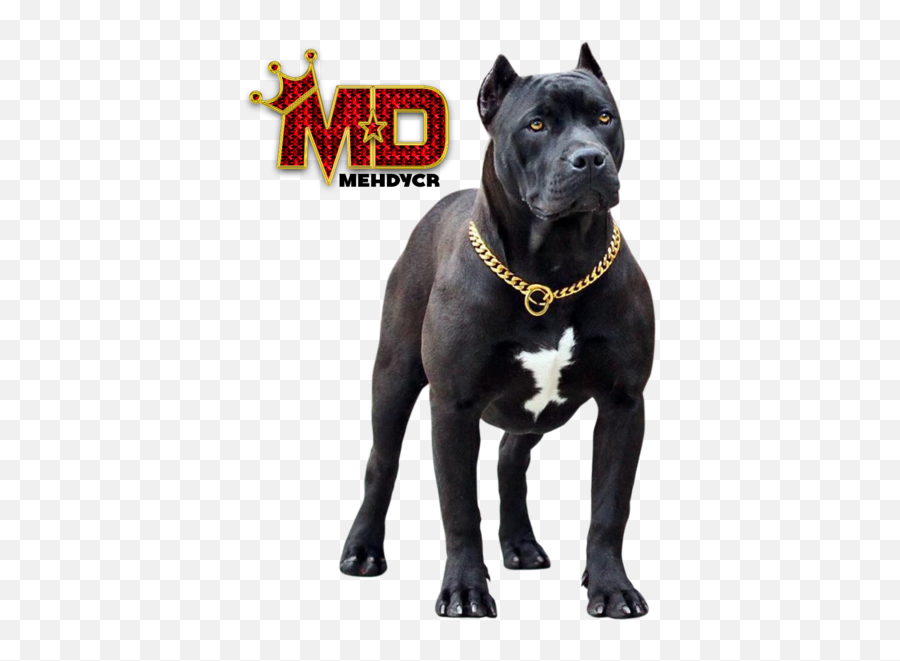 Dog Pitbull With Gold Chain - Black Pitbull Dog Png,Pit Bull Png