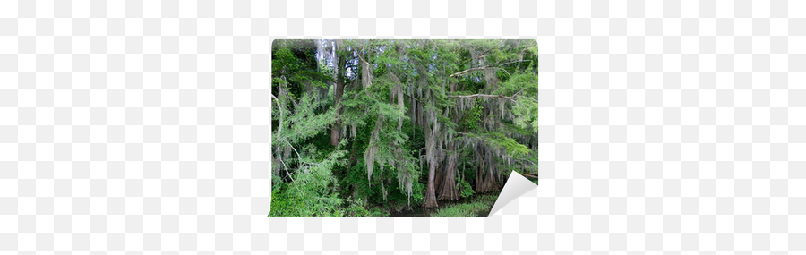 Spanish Moss Wall Mural Pixers - Temperate Broadleaf And Mixed Forest Png,Spanish Moss Png