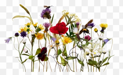 Anne Tomlin - With E Flowers Png