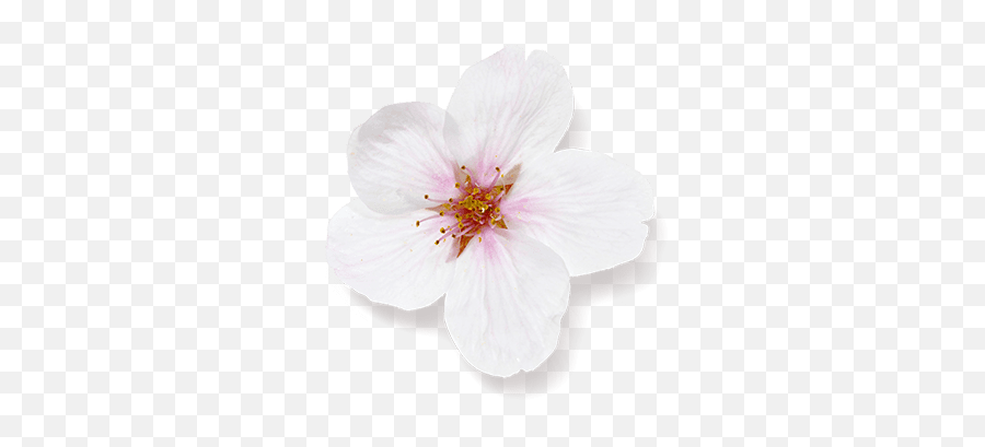 The Ritual Of Sakura Life Is A Journey - Hibiscus Png,Sakura Flower Png