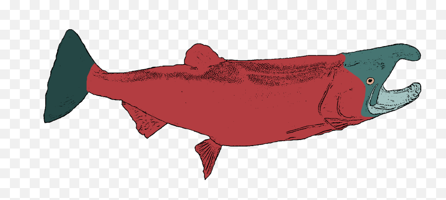 501 U2013 Cohosilver Salmon - Sockeye Salmon Png,Salmon Transparent Background