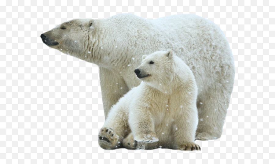 Polar Bear Png 48 - Photo 6820 Transparent Image For Polar Bear Toxic Chemicals,Polar Bear Png