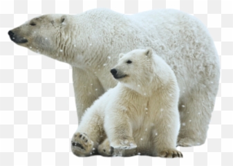 Polar Bear Png 48 - Photo 6820 Transparent Image For Polar Bear Toxic Chemicals,Polar Bear Png