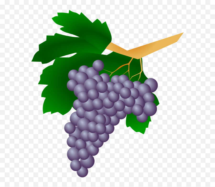 Best Grapes Clipart 13300 - Clipartioncom Top Foods To Avoid During Pregnancy Png,Fruit Clipart Png