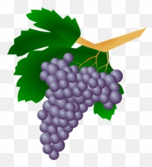 Best Grapes Clipart 13300 - Clipartioncom Top Foods To Avoid During Pregnancy Png,Fruit Clipart Png