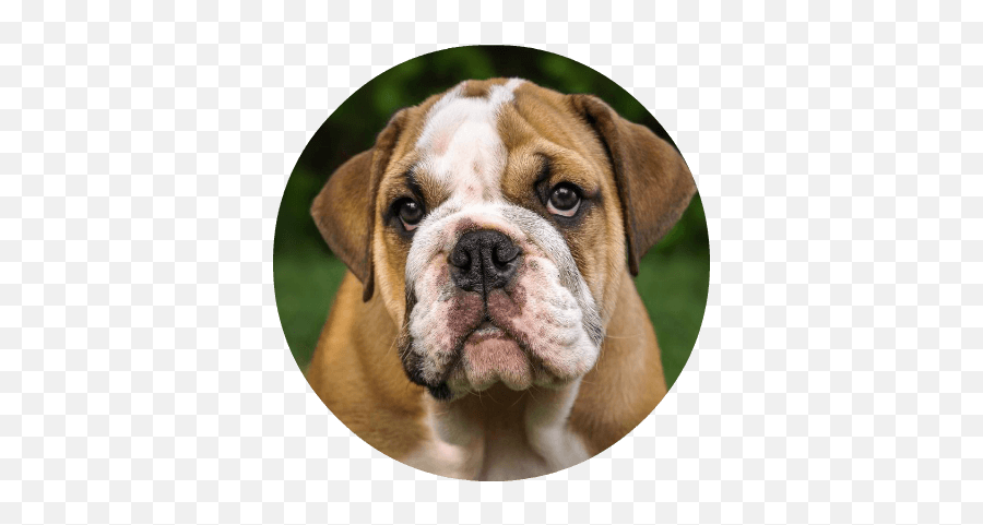 Everything About Pets And Pet Insurance - Bull Dog Png,British Icon Bulldogs