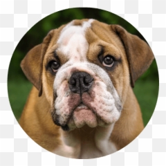 Everything About Pets And Pet Insurance - Bull Dog Png,British Icon Bulldogs