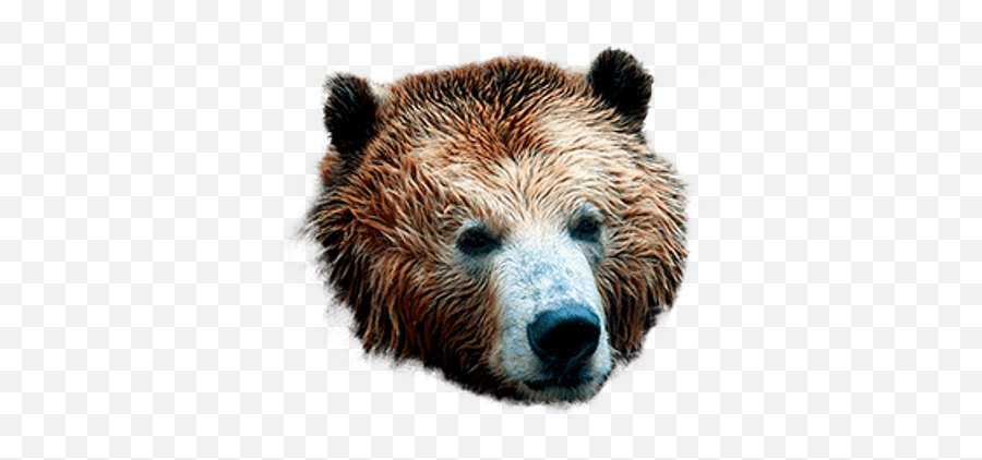 Bear Mask Transparent Png - Grizzly Bear Head Transparent,Bear Head Png