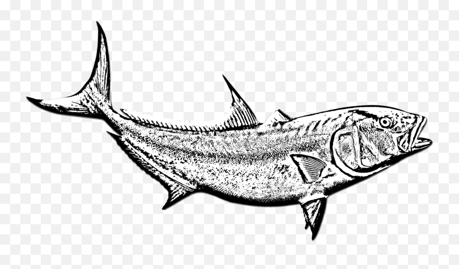 Fish Amberjack Black And White Swimming Ocean - Peixes Preto E Branco Png,Fish Swimming Png