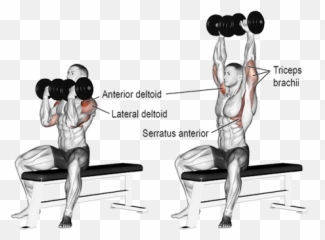 Arnold Schwarzenegger Press - Fitnessunowcom Does Arnold Press Work Png,Arnold Schwarzenegger Transparent