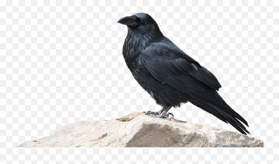 Raven Transparent Png Image Free Clipart Vectors Psd - Kruk Na Biaym Tle,Crow Transparent