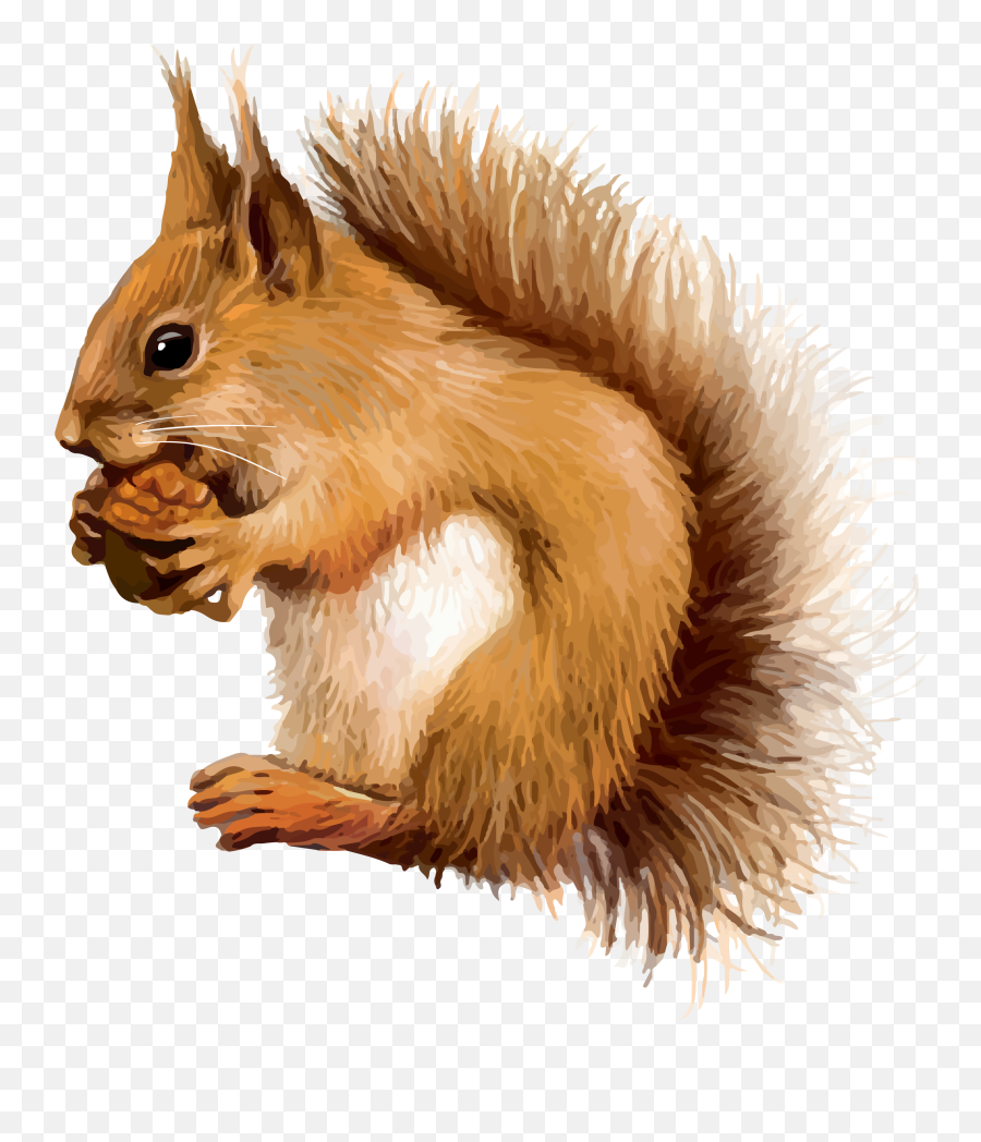 Red Squirrel Clip Art - Squirrel Png Download 23462628 Red Squirrel Clip Art,Squirrel Transparent Background