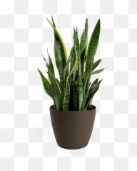 Snake Plant Transparent Png Clipart - Transparent Snake Plant Png,House Plant Png