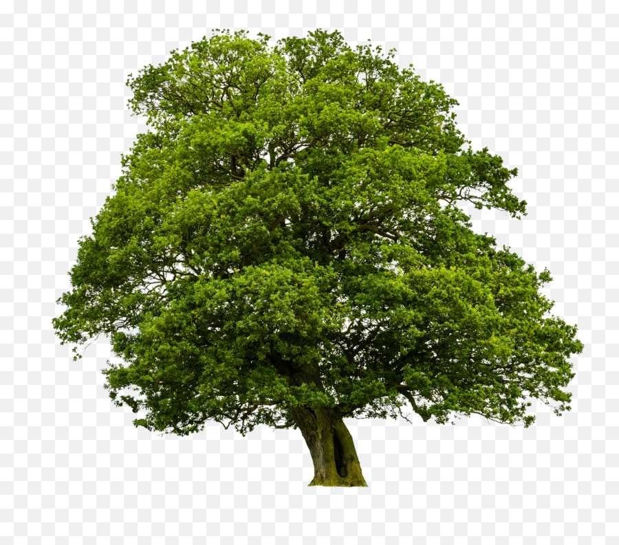 Yl28 Big Tree Pictures V07 Png