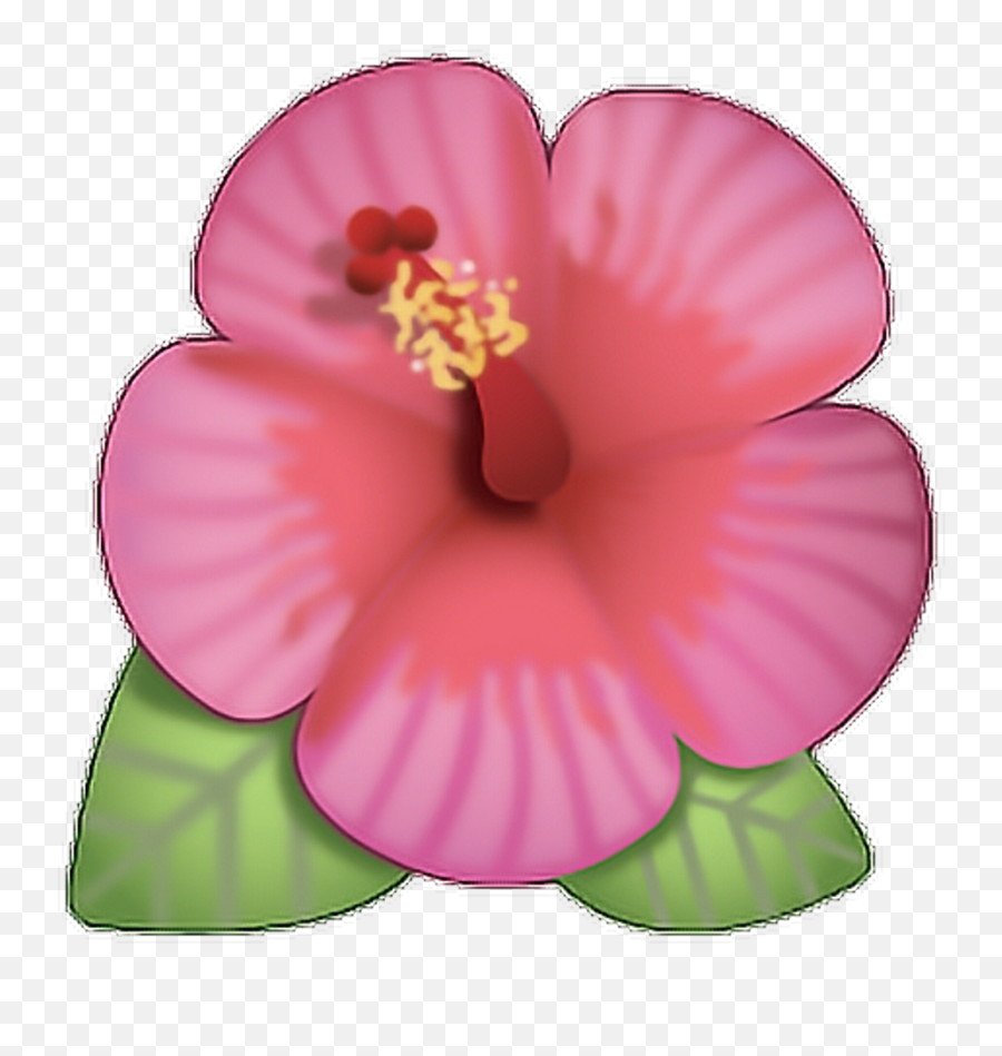 Flor Emoji Rosa Ed Cute Png Flower Cool Hibiscus Flower Emoji Png Flower Emoji Png Free Transparent Png Images Pngaaa Com