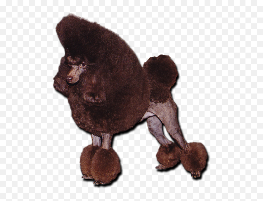 Download Chocolate Toy Poodle - Chocolate Toy Poodle Png,Poodle Png