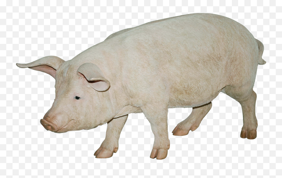 Pig Png Image - Pig Animal Pictures Png,Pig Transparent Background