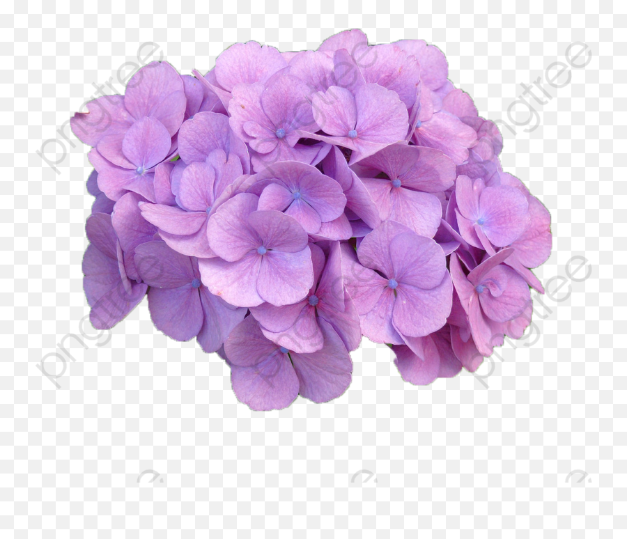 Purple Hydrangea - Purple Hydrangea Png,Hydrangea Png