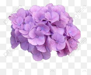 Purple Hydrangea - Purple Hydrangea Png,Hydrangea Png