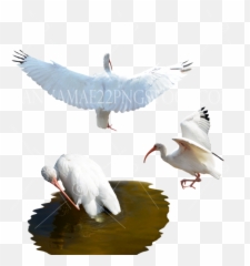 Birdsanimals And Wildlife Png Stock - Swan
