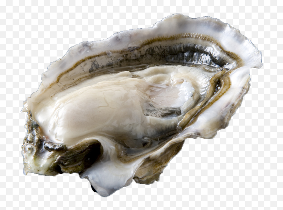 Oysters - Oester Png,Oysters Png