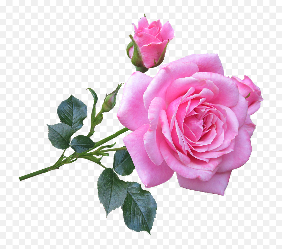 Pink Rose Free Download Clip Art - Webcomicmsnet Good Morning Roses Images Hd Png,Rose Vine Png