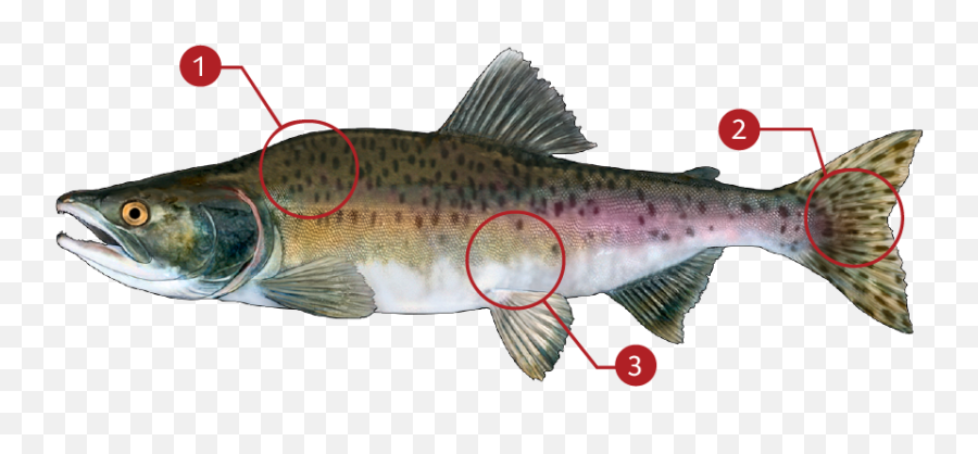 Pink Salmon Png - Coastal Cutthroat Trout Transparent Pacific Salmons And Trouts,Trout Png