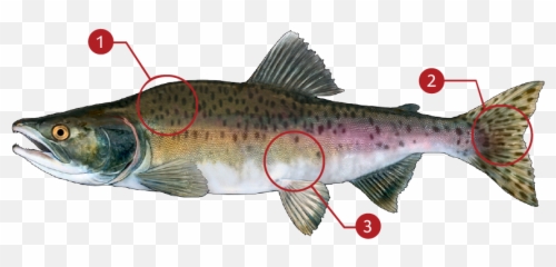 Pink Salmon Png - Coastal Cutthroat Trout Transparent Pacific Salmons And Trouts,Trout Png