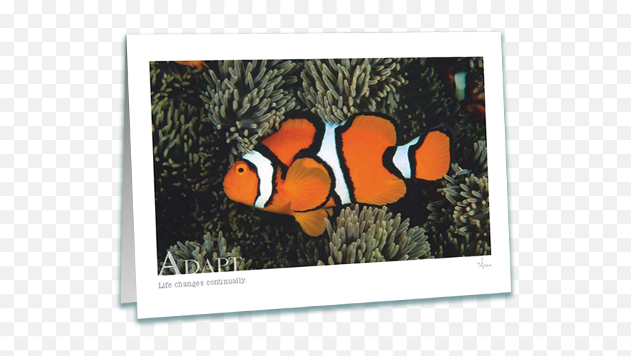 Adapt Clownfish Greeting Card - Ocellaris Clownfish Png,Clownfish Png