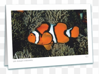 Adapt Clownfish Greeting Card - Ocellaris Clownfish Png,Clownfish Png