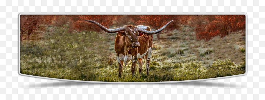 Lutt Longhorns Raising Registered Texas In Wayne Ne - Picture Frame Png,Longhorn Logo Png