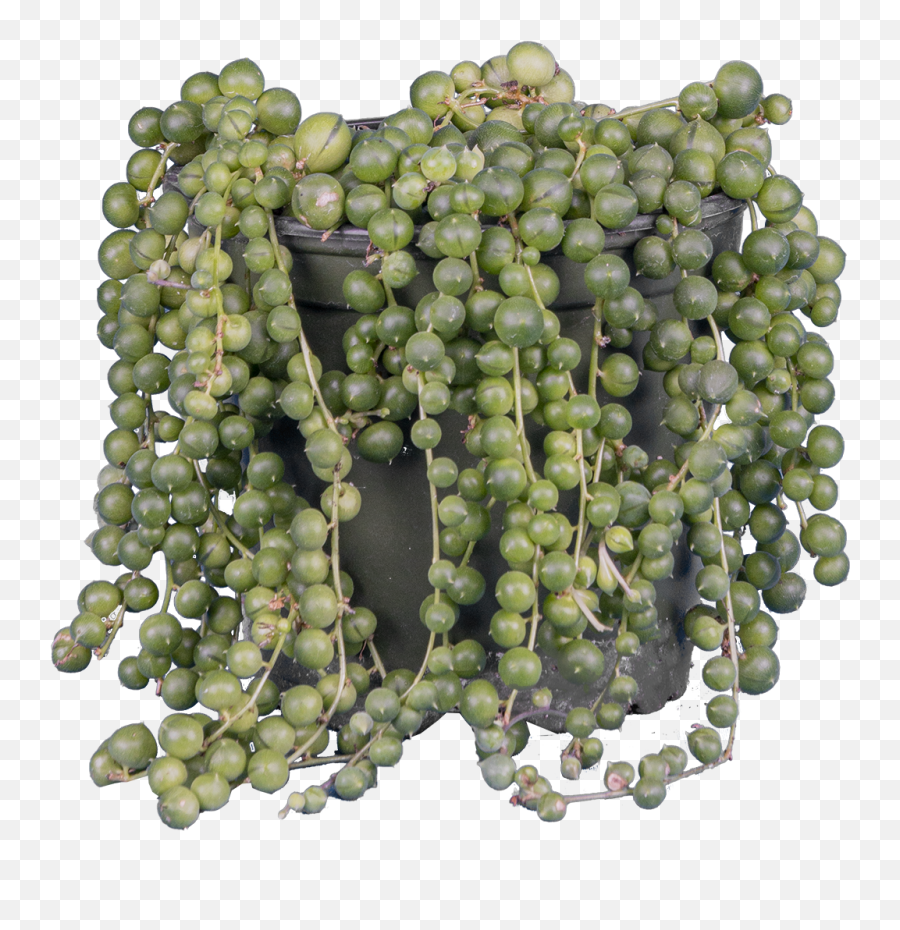 Senecio Rowleyanus String Of Pearls S - Grape Png,String Of Pearls Png