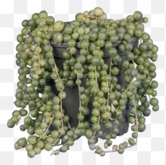 Senecio Rowleyanus String Of Pearls - Grape png