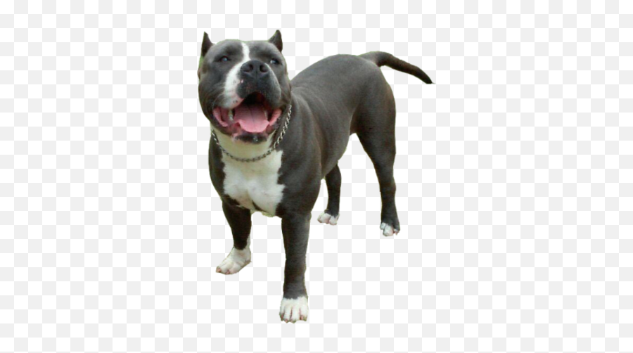 Blue Nose Pitbull Png - Pitbull Dog Png,Pit Bull Png