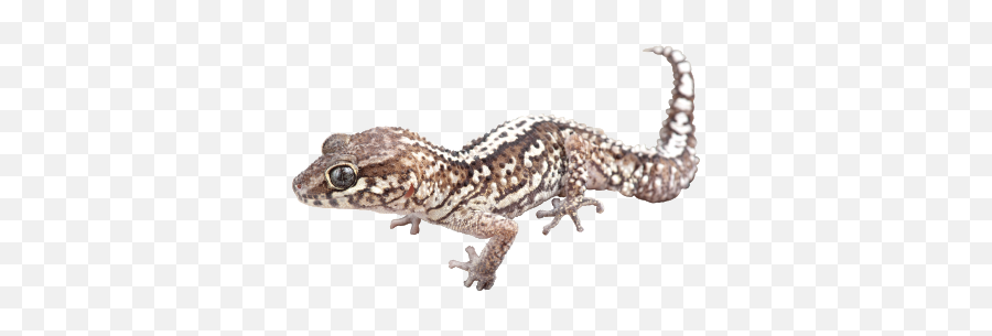 Ocelot Gecko - House Geckos Png,Leopard Gecko Png
