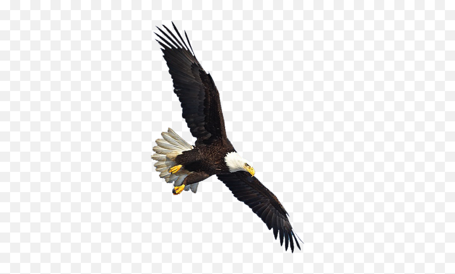 Eagle Png Image Free Picture Download - Eagle Flying Png,Bard Png