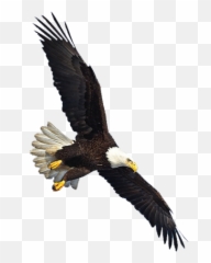Eagle Png Image Free Picture Download - Eagle Flying Png,Bard Png