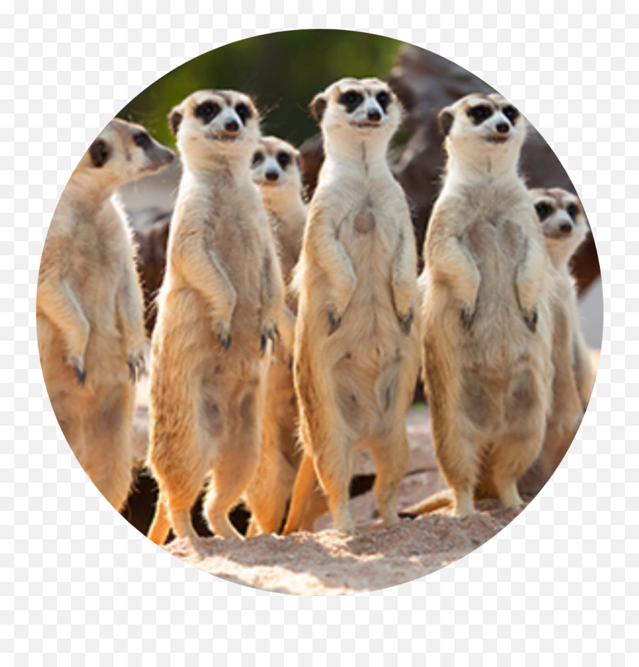 Organize Your Life U0026 Capture Memories My Lifejars - Adaptable Animals Png,Lemur Icon