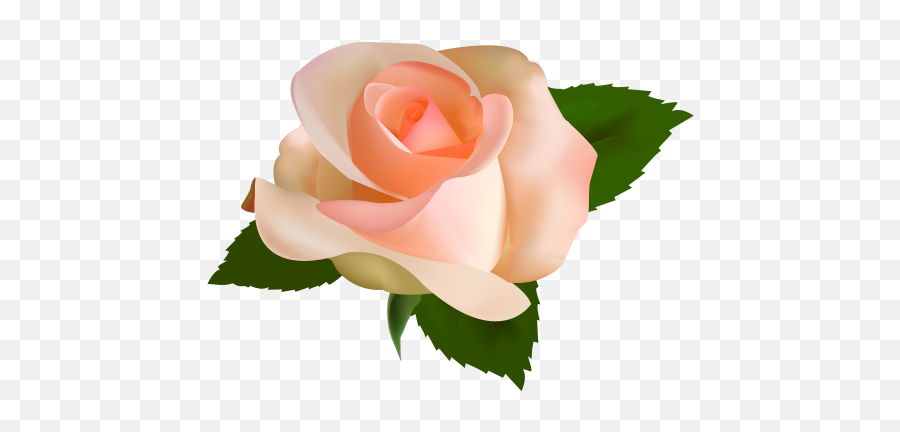 Beautiful Rose Png Clipart - Peach Rose Clip Art,Orange Flowers Png