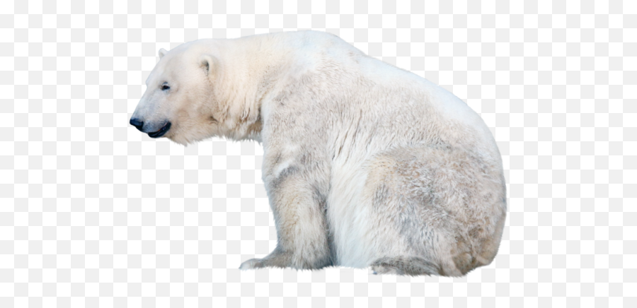 Polar Bear Png Pics 14 Transparent Image For Free Download - Polar Bear Images Free,Bear Png