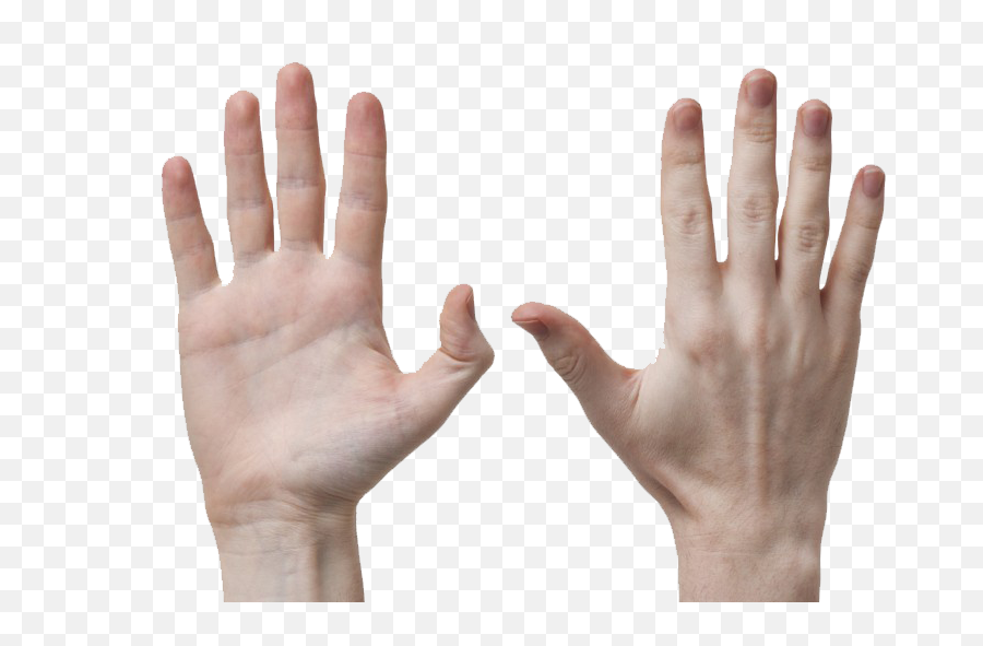 Fingers Png Background - Hand Muscle Atrophy In Multiple Sclerosis,Fingers Png