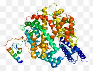 Angiotensin - Angiotensin Converting Enzyme 2 Png,Ace Png