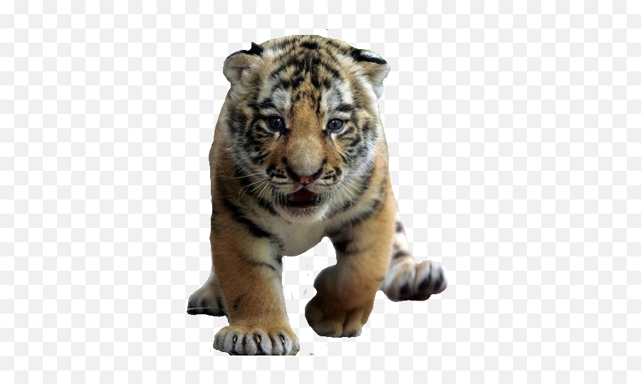Png Library Download Image Cub Moshi Monsters Wiki - Siberian Tiger Cubs,Tigre Png
