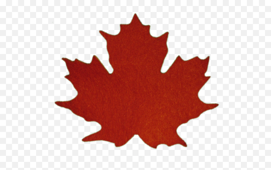 Maple Leaves - Sugar Maple Leaf 587x500 Png Clipart Download Flag Maple Leaf Canada,Maple Tree Png