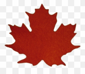 Maple Leaves - Sugar Leaf 587x500 Png Clipart Download Flag Canada