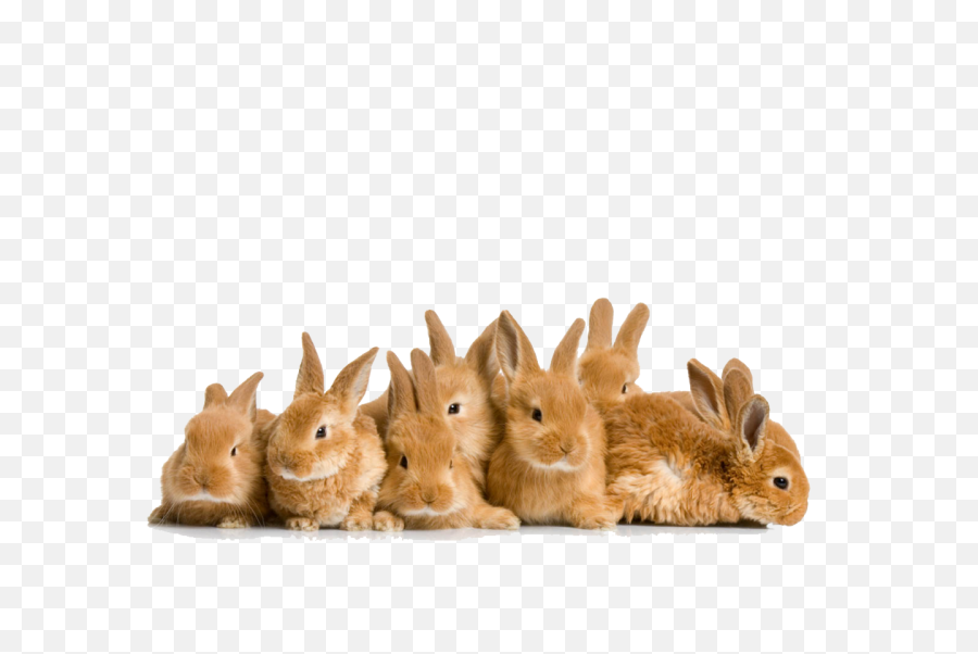 Brown Rabbit Transparent Background Png - Crowd Of Bunnies,Rabbit Transparent